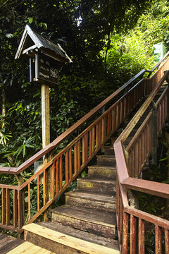 热带雨林中的木栈道与导视牌