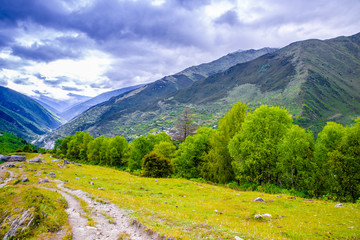 高山草地