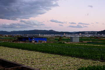 农田菜地