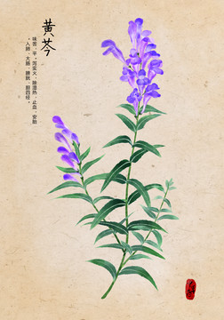 黄芩