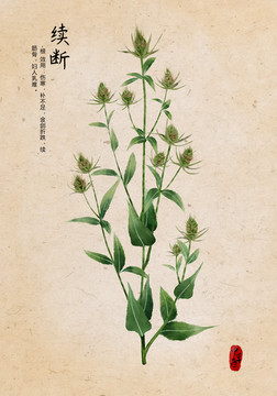續(xù)斷