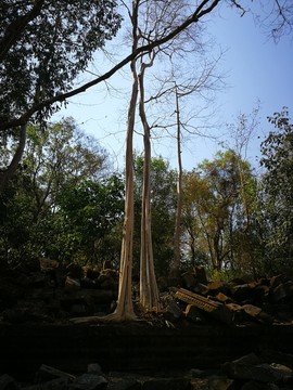柬埔寨原始森林