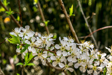 李子花