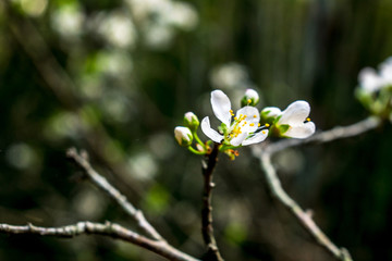 李花