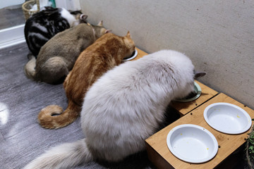 猫咪吃饭