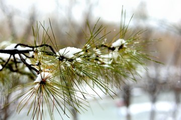 雪中松枝