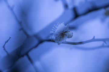 水墨梅花