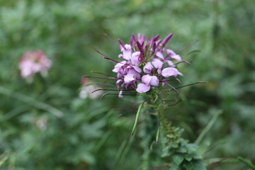 紫色花朵