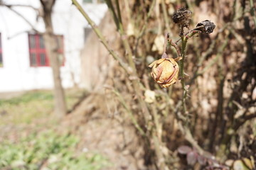 冬季枯萎的月季花