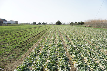 田野