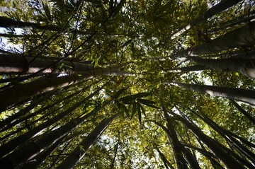 海南两院植物园的竹子