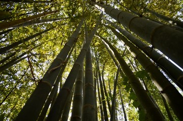 海南两院植物园的竹子