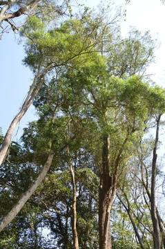 海南两院植物的古树