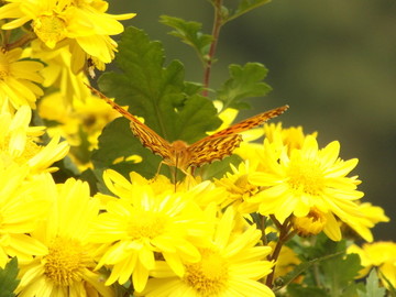 菊花