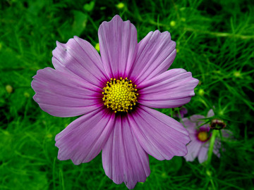 小菊花