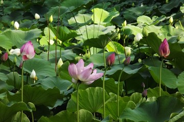 满池塘的荷花