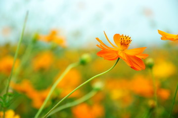 小花特写