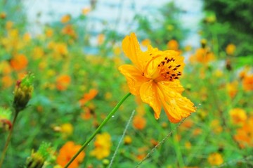 波斯菊特写