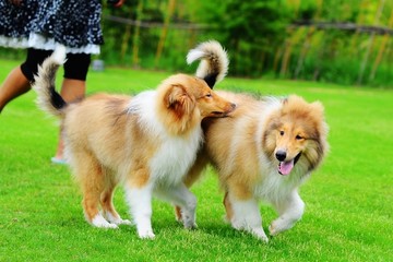 草坪上的苏格兰牧羊犬