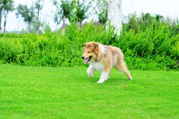 苏格兰牧羊犬