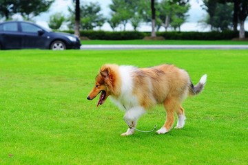 苏格兰牧羊犬