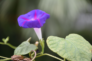 牵牛花