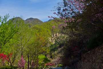 泰山桃花峪