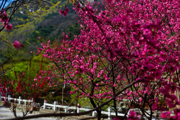 桃花峪风光