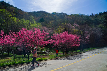 泰山桃花源风光