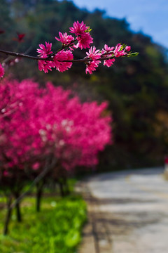 桃花峪风光