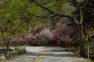 泰山桃花源风光