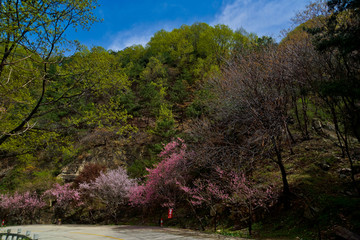 泰山桃花峪风光