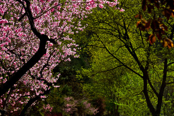 泰山桃花峪风光