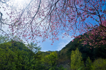 泰山桃花峪风光