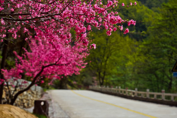 泰山桃花峪风光