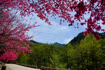 泰山桃花源风光