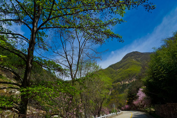 泰山桃花峪风光