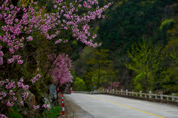 泰山桃花源