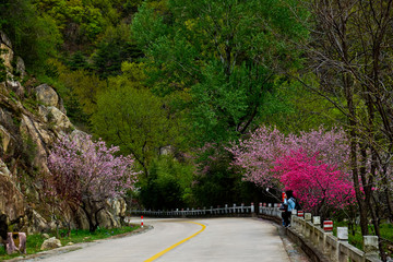 泰山桃花峪