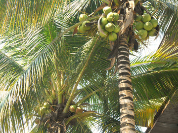 椰子树和椰果