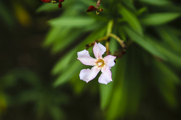 一朵小花