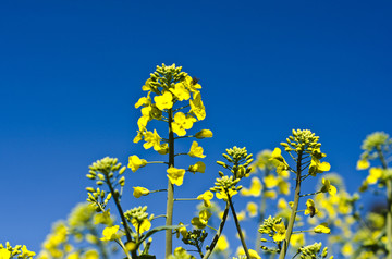 油菜花