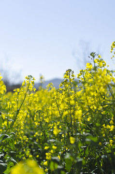 油菜花