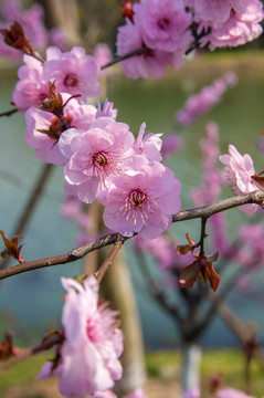 樱花