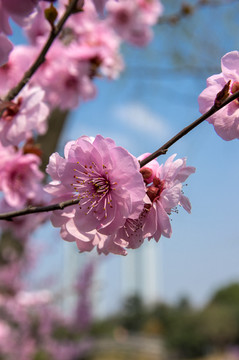 樱花