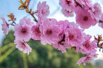 樱花