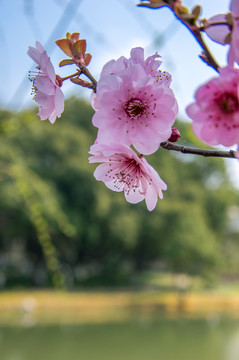 樱花