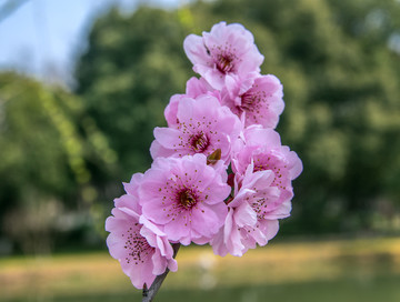 樱花