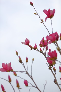 玉兰花紫色玉兰花