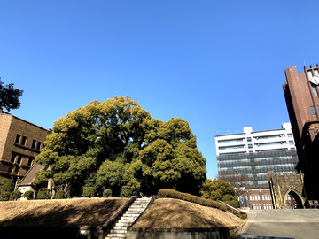 日本东京大学校内古树